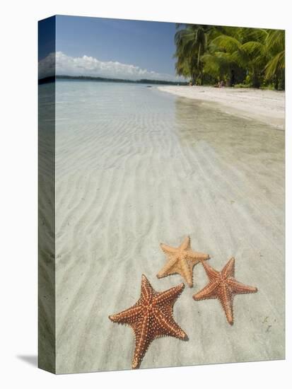 Starfish Beach, Bocas Del Drago, Isla Colon, Bocas Del Toro, Panama, Central America-null-Premier Image Canvas