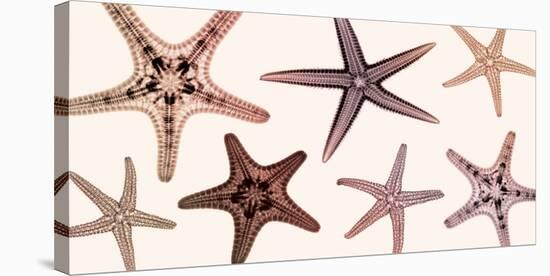 Starfish Collection (sepia)-Steven N^ Meyers-Stretched Canvas