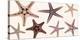Starfish Collection (sepia)-Steven N^ Meyers-Stretched Canvas