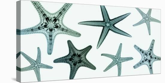 Starfish Collection (teal)-Steven N^ Meyers-Stretched Canvas