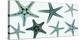 Starfish Collection (teal)-Steven N^ Meyers-Stretched Canvas