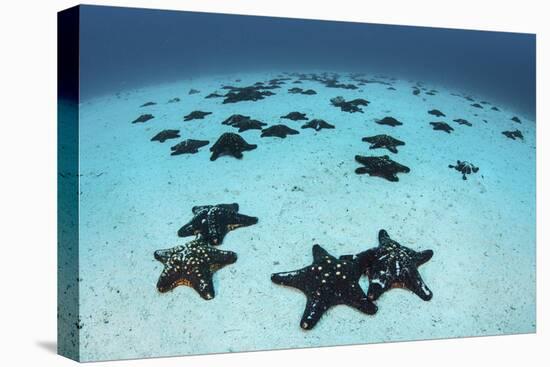 Starfish Cover the Sandy Seafloor Near Cocos Island, Costa Rica-Stocktrek Images-Premier Image Canvas