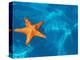 Starfish Floating on the Surface of the Ocean-Leslie Richard Jacobs-Premier Image Canvas