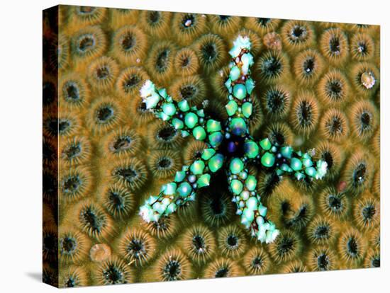 Starfish (Gomophia)-Andrea Ferrari-Premier Image Canvas
