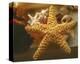 Starfish I-Philip Clayton-thompson-Stretched Canvas