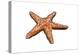 Starfish - Icon-Lantern Press-Stretched Canvas