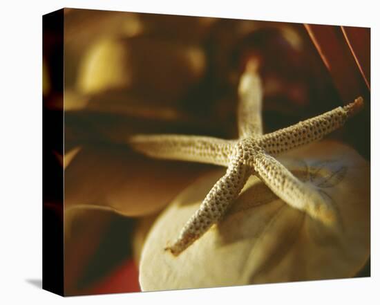 Starfish III-Philip Clayton-thompson-Stretched Canvas