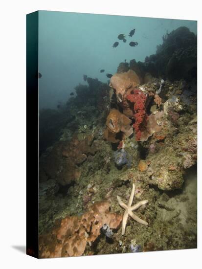 Starfish in a Diverse Reef, Lembeh Strait, Indonesia-Stocktrek Images-Premier Image Canvas