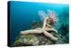 Starfish in Coral Reef (Linckia)-Reinhard Dirscherl-Premier Image Canvas
