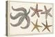 Starfish Naturelle II-Denis Diderot-Stretched Canvas