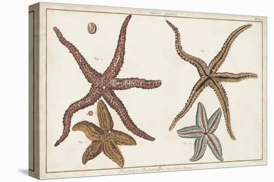 Starfish Naturelle III-Denis Diderot-Stretched Canvas