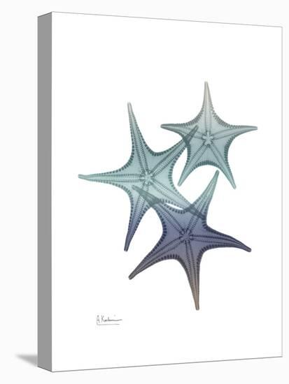 Starfish Ombre 2-Albert Koetsier-Stretched Canvas