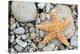 Starfish on a Beach-Tony Craddock-Premier Image Canvas