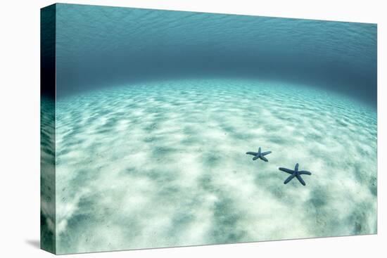 Starfish on a Brightly Lit Seafloor in the Tropical Pacific Ocean-Stocktrek Images-Premier Image Canvas