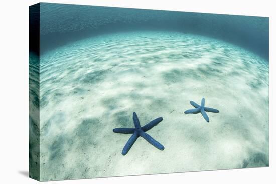 Starfish on a Brightly Lit Seafloor in the Tropical Pacific Ocean-Stocktrek Images-Premier Image Canvas