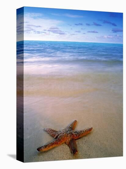 Starfish on Beach, Maldives-Peter Adams-Premier Image Canvas