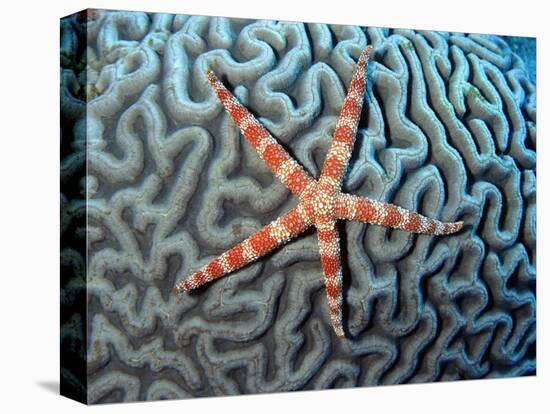 Starfish on Coral-null-Premier Image Canvas