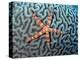 Starfish on Coral-null-Premier Image Canvas