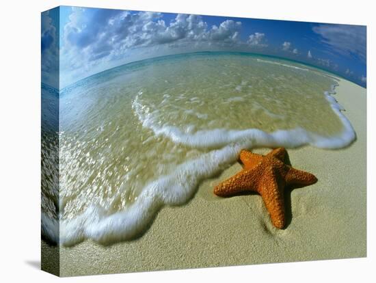 Starfish on Edge of Shore-null-Premier Image Canvas