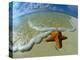 Starfish on Edge of Shore-null-Premier Image Canvas