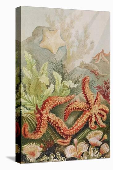 Starfish, Plate from "Brehms Tierleben: Allgemeine Kunde Des Tierreichs", Vol.10, P.528,…-German School-Premier Image Canvas