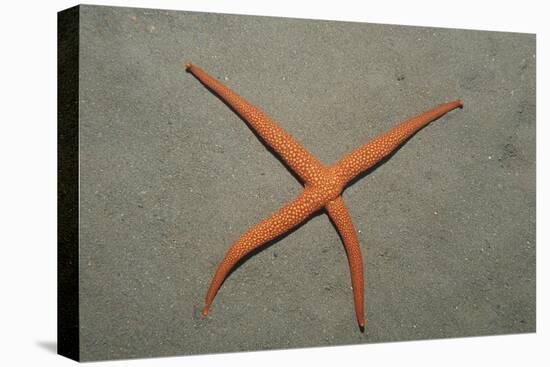 Starfish Showing Regeneration of Injured Arm, Asteroidea, Bali, Indian Ocean, Indonesia.-Reinhard Dirscherl-Premier Image Canvas