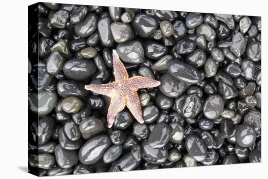 Starfish Stranded at Low Tide Amongst Pebbles of Smooth Rounded Basalt, Djupalonssandur-William Gray-Premier Image Canvas