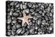 Starfish Stranded at Low Tide Amongst Pebbles of Smooth Rounded Basalt, Djupalonssandur-William Gray-Premier Image Canvas