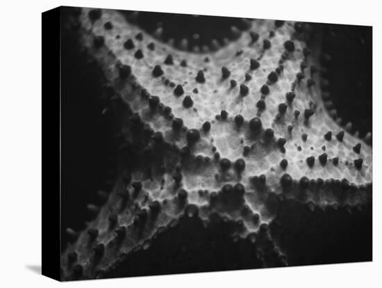 Starfish-Henry Horenstein-Premier Image Canvas