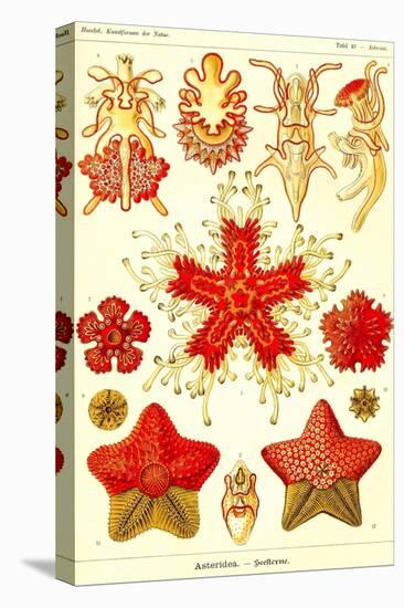 Starfish-Ernst Haeckel-Stretched Canvas