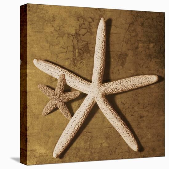 Starfish-Caroline Kelly-Stretched Canvas