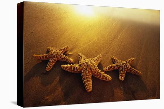 Starfishes on Maui Beach-Darrell Gulin-Premier Image Canvas