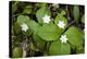 Starflower (Trientalis Latifolia)-Bob Gibbons-Premier Image Canvas