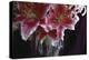 Stargazer Lilly Study-Anna Miller-Premier Image Canvas