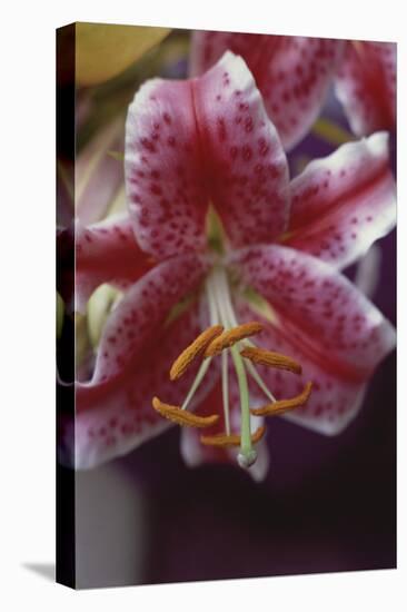 Stargazer Lilly Study-Anna Miller-Premier Image Canvas