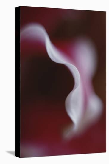 Stargazer Lily Abstract-Anna Miller-Premier Image Canvas