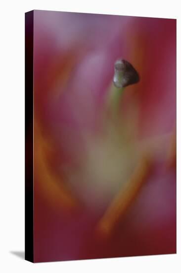 Stargazer Lily Abstract-Anna Miller-Premier Image Canvas