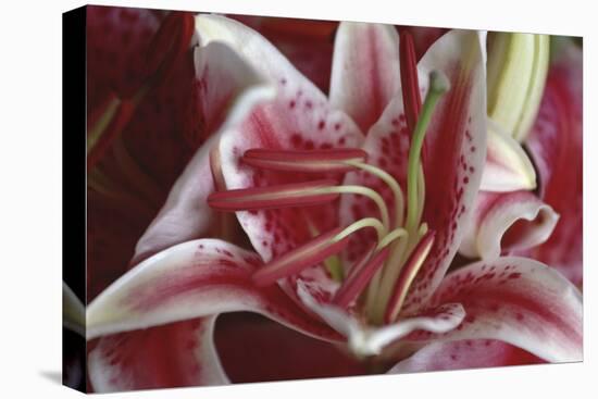 Stargazer Lily Abstract-Anna Miller-Premier Image Canvas