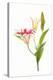 Stargazer lily flowers against white background-null-Premier Image Canvas