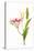 Stargazer lily flowers against white background-null-Stretched Canvas
