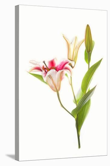 Stargazer lily flowers against white background-null-Stretched Canvas