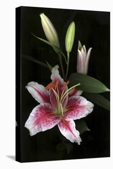 Stargazer Lily Study-Anna Miller-Premier Image Canvas