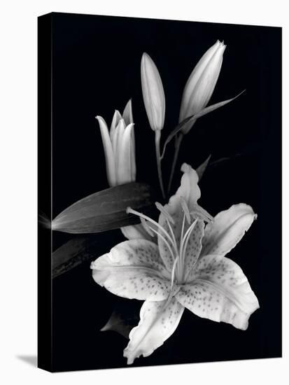 Stargazer Lily Study-Anna Miller-Premier Image Canvas