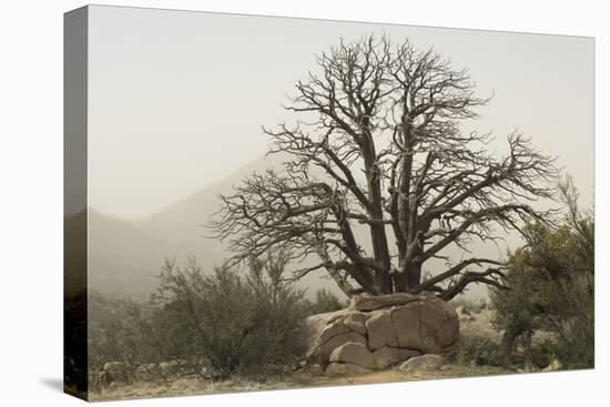 Stark Branches of a Dead Juniper in the Organ Mountains, Southern New Mexico-null-Premier Image Canvas