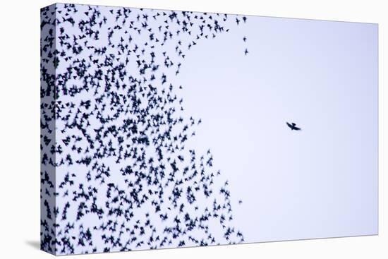 Starling Flock and Peregrine Falcon-null-Premier Image Canvas