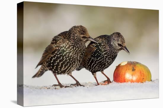 Starling in Snow Eating Apple-null-Premier Image Canvas