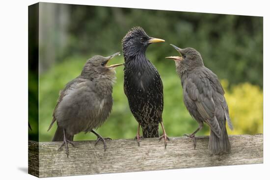 Starling (Sturnus vulgaris) feeding fledgling chicks in urban garden. Greater Manchester-Terry Whittaker-Premier Image Canvas