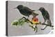 Starlings (Sturnus Vulgaris), Adults Perched on Branch in Winter Feeding on Apple-Michel Poinsignon-Premier Image Canvas