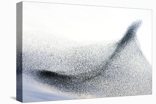 Starlings-null-Premier Image Canvas