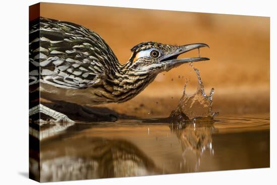 Starr County, Texas. Greater Roadrunner Drinking at Pond-Larry Ditto-Premier Image Canvas